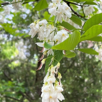 Cladrastis kentukea