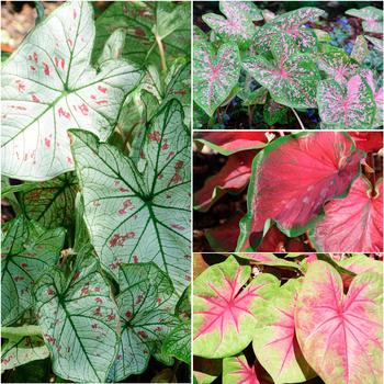 Caladium 'Multiple Varieties'