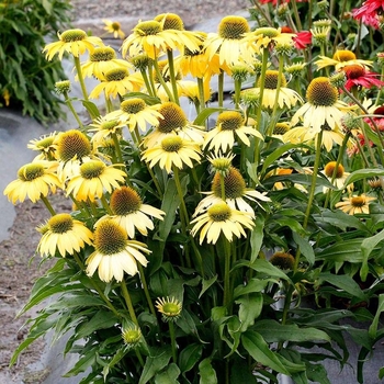 Echinacea 'TNECHES' PP28600P3
