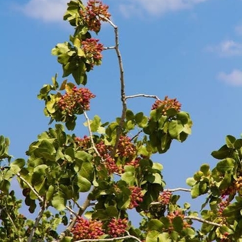 Diospyros kaki 'Hachiya'