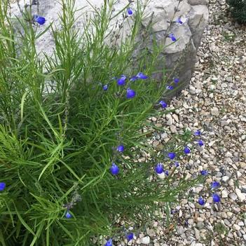 Salvia reptans 'P016S' PP25,759