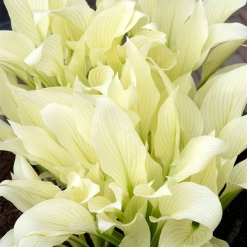 Hosta 'White Feather'