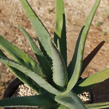 Aloe