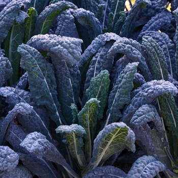 Brassica oleracea var. sabellica 'Lacinato' 