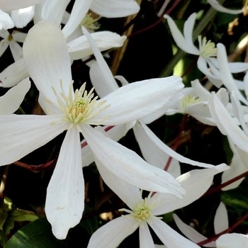 Clematis armandii 'Snowdrift'