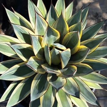 Agave 'Snow Glow'