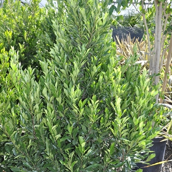 Prunus caroliniana 'Compacta'
