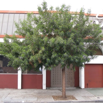Rhus lancea