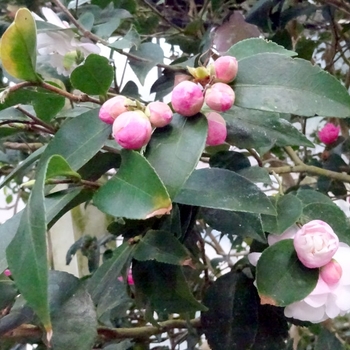 Camellia sasanqua 'Yoi Machi'