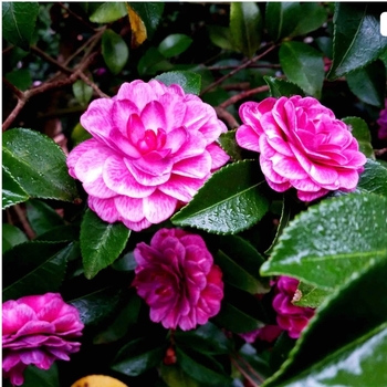 Camellia sasanqua 'Purple Haze'