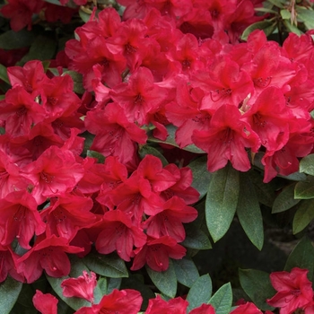 Rhododendron Southern Indica Hybrid 'Red Formosa'
