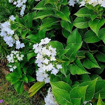 Hydrangea macrophylla 'Fuji Waterfalls' 