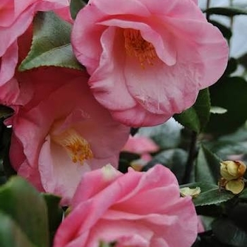Camellia japonica 'April Remembered' PP29857P2