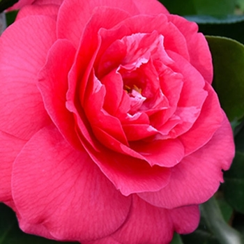 Camellia japonica 'Rose Dawn'
