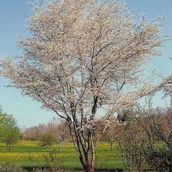 Amelanchier x grandiflora 'Princess Diana'