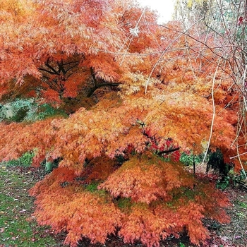 Acer palmatum 'Seriyu'