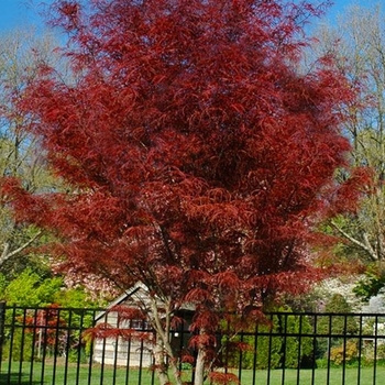 Acer palmatum f. linearilobum 'Hubb's Red Willow'