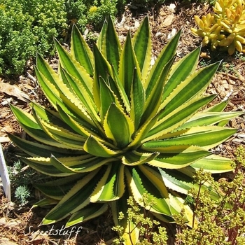 Agave lophantha 'Quadricolor'