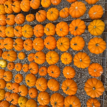 Cucurbita pepo 'Jack Be Little'