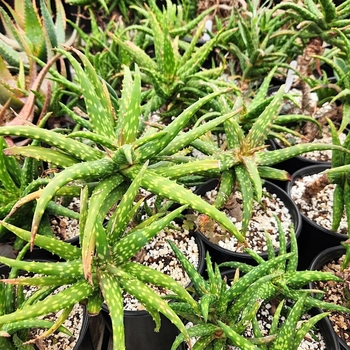 Aloe dawei