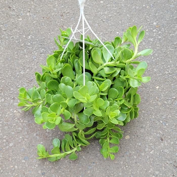 Senecio jacobsenii