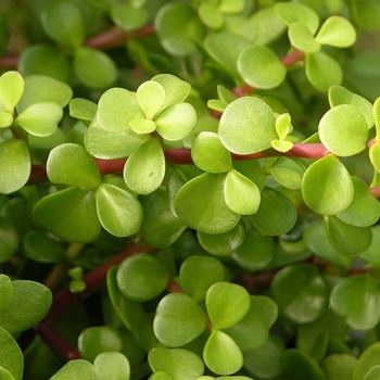 Portulacaria afra