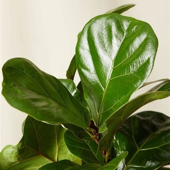 Ficus lyrata 'Little Fiddle'