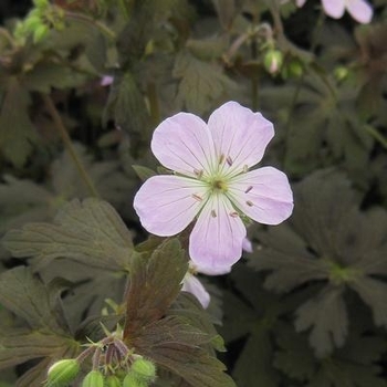 Geranium maculatum 'Dark Roast' PPAF