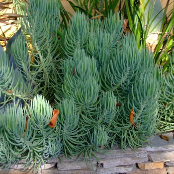 Senecio vitalis