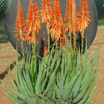 Aloe dawei