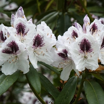 Rhododendron 'Baden Baden'