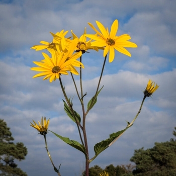 Helianthus tuberosus