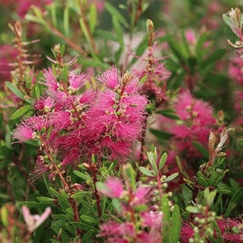 Callistemon citrinus 'Perth Pink'
