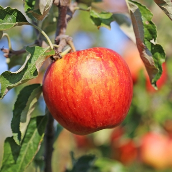 Malus domestica 'Liberty'