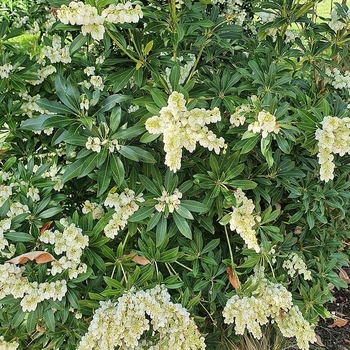 Pieris japonica 'Snowdrift'