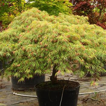 Acer palmatum 'Spring Delight' 