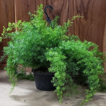 Asparagus densiflorus 'Sprengeri Compacta'