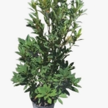 Elaeocarpus decipiens