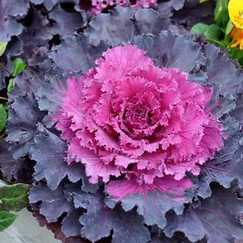 Brassica oleracea 'Osaka IQ Red'