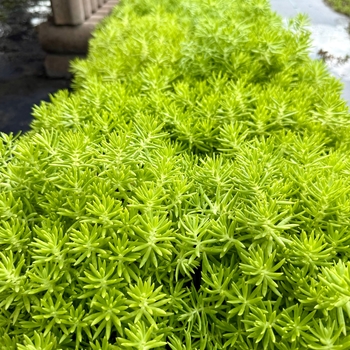 Sedum 