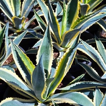 Agave angustifolia var. marginata