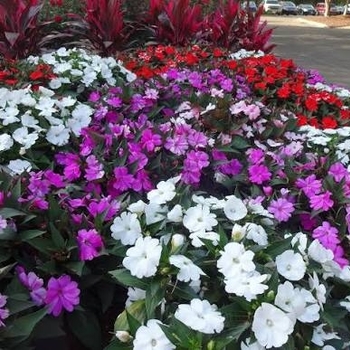 Impatiens 