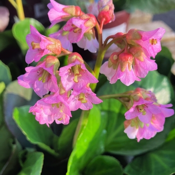 Bergenia 'Baby Doll'