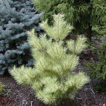 Pinus densiflora 'Golden Ghost' 