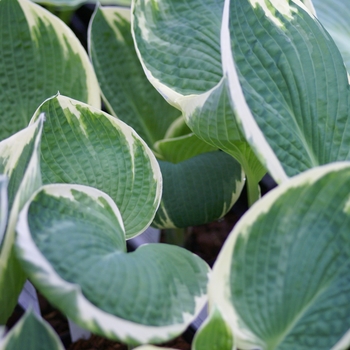 Hosta 'Barbara Ann' 