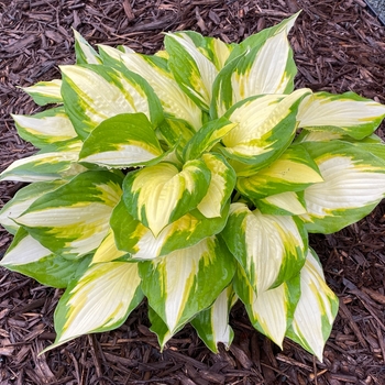 Hosta 'Color Festival'