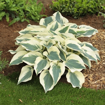 Hosta 'Firn Line' 
