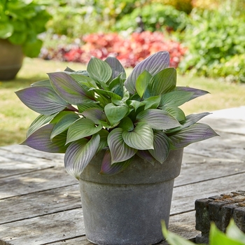 Hosta 'First Blush' PP28920