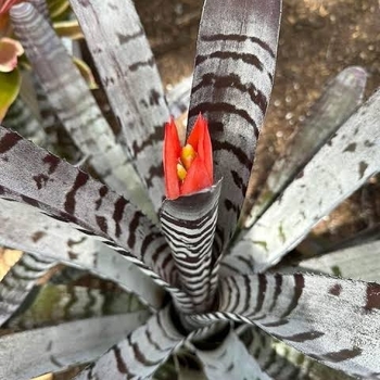 Aechmea