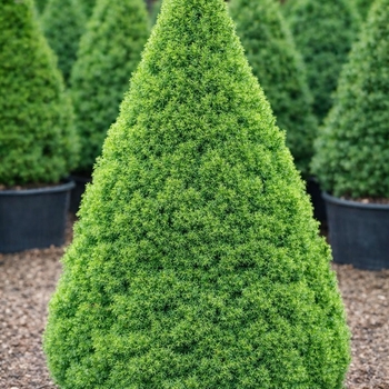 Picea glauca var. conica 'MonRon' 10,032,737